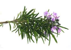 Blossoming rosemary branch isolated on white