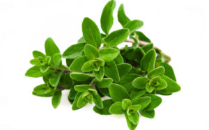 Bunch of marjoram isolated on white